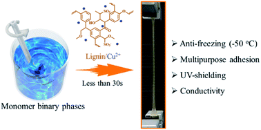 Graphical abstract: Ultrafast fabrication of organohydrogels with UV-blocking, anti-freezing, anti-drying, and skin epidermal sensing properties using lignin–Cu2+ plant catechol chemistry