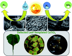Graphical abstract: Unraveling the structural and morphological stability of oxygen vacancy engineered leaf-templated CaTiO3 towards photocatalytic H2 evolution and N2 fixation reactions