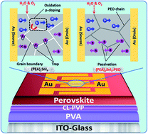 Graphical abstract: Ambipolar transport in two-dimensional Sn-based perovskite field-effect transistors using an aliphatic polymer-assisted method