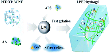 Graphical abstract: Facile gelation of a fully polymeric conductive hydrogel activated by liquid metal nanoparticles