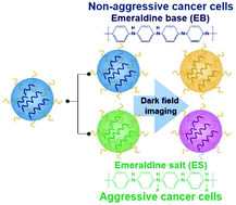 Graphical abstract: Active colorimetric lipid-coated polyaniline nanoparticles for redox state sensing in cancer cells