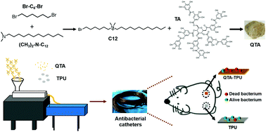 Graphical abstract: Quaternary tannic acid with improved leachability and biocompatibility for antibacterial medical thermoplastic polyurethane catheters