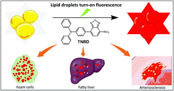 Graphical abstract: Turn-on fluorescent probe for lipid droplet specific imaging of fatty liver and atherosclerosis