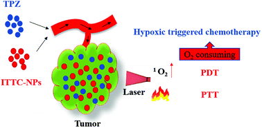 Graphical abstract: Novel semiconducting nano-agents incorporating tirapazamine for imaging guided synergistic cancer hypoxia activated photo-chemotherapy