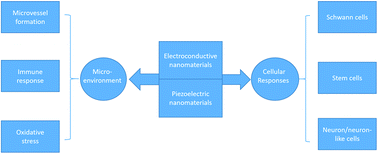 Graphical abstract: Electroactive nanomaterials in the peripheral nerve regeneration
