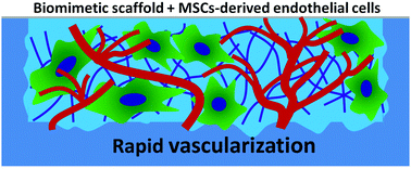 Graphical abstract: Engineering vascularized dermal grafts by integrating a biomimetic scaffold and Wharton's jelly MSC-derived endothelial cells