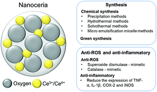 Graphical abstract: Different approaches to synthesising cerium oxide nanoparticles and their corresponding physical characteristics, and ROS scavenging and anti-inflammatory capabilities