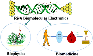 Graphical abstract: RNA BioMolecular Electronics: towards new tools for biophysics and biomedicine
