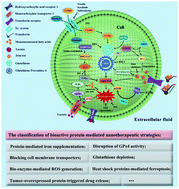 Graphical abstract: Biological protein mediated ferroptotic tumor nanotherapeutics