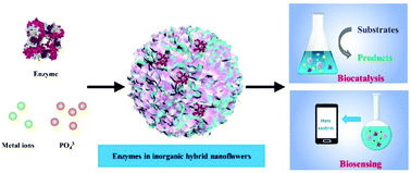 Graphical abstract: Immobilized enzymes in inorganic hybrid nanoflowers for biocatalytic and biosensing applications
