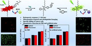 Graphical abstract: A diketopyrrolopyrrole-based ratiometric fluorescent probe for endogenous leucine aminopeptidase detecting and imaging with specific phototoxicity in tumor cells