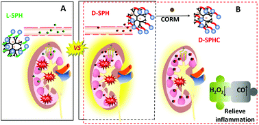Graphical abstract: The influence of modified molecular (d/l-serine) chirality on the theragnostics of PAMAM-based nanomedicine for acute kidney injury
