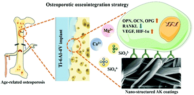 Graphical abstract: In situ construction of a nano-structured akermanite coating for promoting bone formation and osseointegration of Ti–6Al–4V implants in a rabbit osteoporosis model
