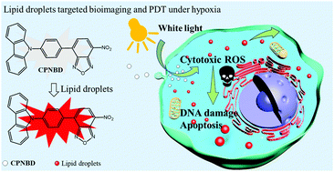 Graphical abstract: A lipid droplet specific fluorescent probe for image-guided photodynamic therapy under hypoxia