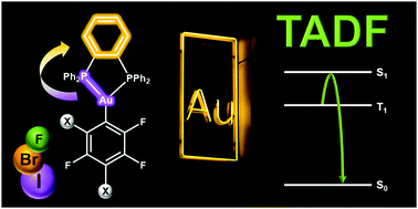 Graphical abstract: Influence of perhalophenyl groups in the TADF mechanism of diphosphino gold(i) complexes