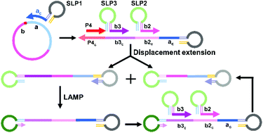 Graphical abstract: Multiple stem-loop primers induced cascaded loop-mediated isothermal amplification for direct recognition and specific detection of circular RNAs