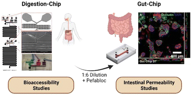 Graphical abstract: From mouth to gut: microfluidic in vitro simulation of human gastro-intestinal digestion and intestinal permeability