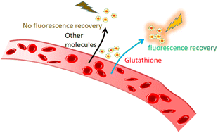 Graphical abstract: Fluorescent probes based on the core–shell structure of molecular imprinted materials and gold nanoparticles for highly selective glutathione detection