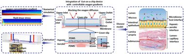 Graphical abstract: Establishment of a gut-on-a-chip device with controllable oxygen gradients to study the contribution of Bifidobacterium bifidum to inflammatory bowel disease