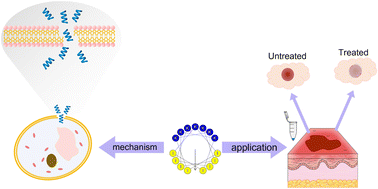 Graphical abstract: Antifungal activity of designed α-helical antimicrobial peptides