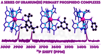 Graphical abstract: Isolation of uranium(iii) primary phosphido complexes