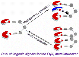 Graphical abstract: Dual supramolecular chirogenesis based on platinum(ii) metallotweezers