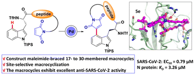 Graphical abstract: Synthesis of maleimide-braced peptide macrocycles and their potential anti-SARS-CoV-2 mechanisms