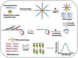 Graphical abstract: Target-activated cascade transcription amplification lights up RNA aptamers for label-free detection of metalloproteinase-2 activity