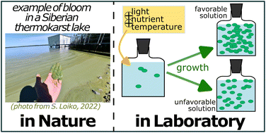 Graphical abstract: Laboratory growth capacity of an invasive cyanobacterium (Microcystis aeruginosa) on organic substrates from surface waters of permafrost peatlands