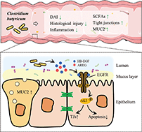 Graphical abstract: Clostridium butyricum, a butyrate-producing potential probiotic, alleviates experimental colitis through epidermal growth factor receptor activation