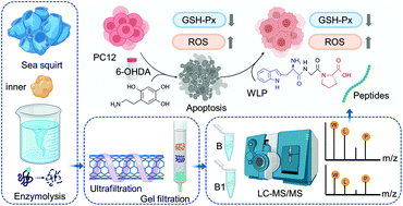 Graphical abstract: Identification of novel antioxidant peptides from sea squirt (Halocynthia roretzi) and its neuroprotective effect in 6-OHDA-induced neurotoxicity