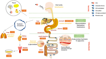 Graphical abstract: A review of recent advances on cyanidin-3-glucoside: the biotransformation, absorption, bioactivity and applications of nano-encapsulation