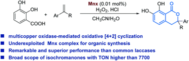 Graphical abstract: Synthesis of isochromanones via laccase-mediated oxidative [4 + 2] cyclization of pyrocatechuic acid with styrenes