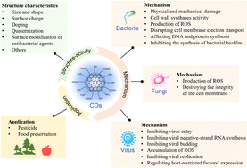 Graphical abstract: The structural characteristics and mechanisms of antimicrobial carbon dots: a mini review