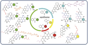 Graphical abstract: Chemistry and biosynthesis of bacterial polycyclic xanthone natural products