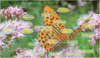 Graphical abstract: The scent chemistry of butterflies