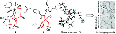 Graphical abstract: Hyperispirones A and B, spiro-bridged polycyclic polyprenylated acylphloroglucinols with anti-angiogenesis activity from Hypericum beanii
