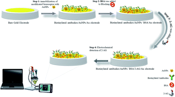 Graphical abstract: An innovative electrochemical immuno-platform towards ultra-sensitive monitoring of 2-arachidonoyl glycerol in samples from rats with sleep deprivation: bioanalysis of endogenous cannabinoids using biosensor technology