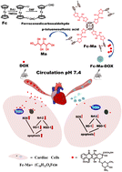 Graphical abstract: Biodegradable porous polymeric drug as a drug delivery system: alleviation of doxorubicin-induced cardiotoxicity via passive targeted release