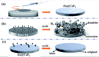 Graphical abstract: A stable fluoride-based interphase for a long cycle Zn metal anode in an aqueous zinc ion battery