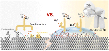 Graphical abstract: A glutamate anion boosted zinc anode for deep cycling aqueous zinc ion batteries