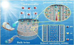 Graphical abstract: A wood-inspired bimodal solar-driven evaporator for highly efficient and durable purification of high-salinity wastewater