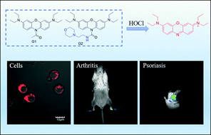 Graphical abstract: Hypochlorous acid triggered fluorescent probes for in situ imaging of a psoriasis model