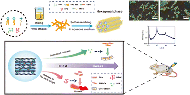 Graphical abstract: An intelligent phase transformation system based on lyotropic liquid crystals for sequential biomolecule delivery to enhance bone regeneration