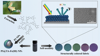 Graphical abstract: TA–Fe(iii) complex coated PS nanospheres for non-iridescent structural coloration of cotton fabric