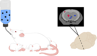 Graphical abstract: Maternal exposure to polystyrene nanoplastics impacts developmental milestones and brain structure in mouse offspring