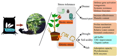 Graphical abstract: Biochar implications in cleaner agricultural production and environmental sustainability