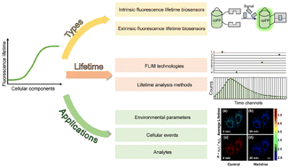 Graphical abstract: Genetically encoded fluorescence lifetime biosensors: overview, advances, and opportunities