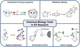 Graphical abstract: Recent advances in chemical biology tools for protein and RNA profiling of extracellular vesicles