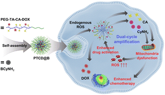 Graphical abstract: A dual-amplified ROS-responsive nanosystem with self-accelerating drug release for synergistic chemotherapy